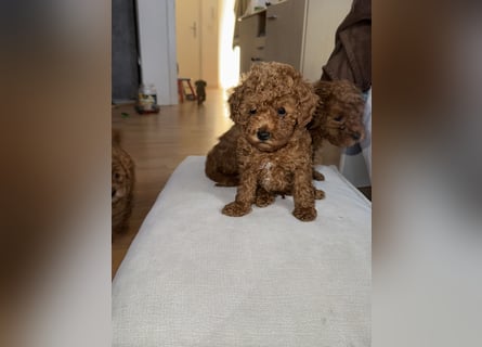 Pudel! Wundervolle Welpen suchen bald ein liebevolles Zuhause!
