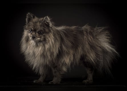 Liebevolle Zwergspitz Pomeranian Zucht