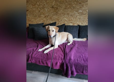Labrador Golden Retriever Mix 