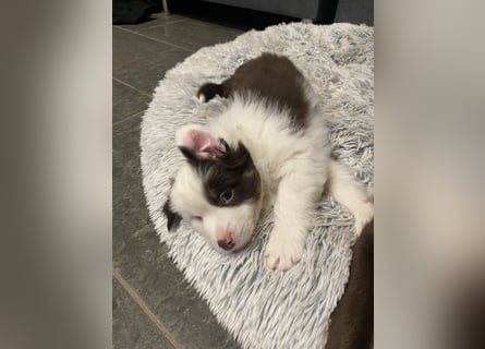 Mini Aussie - Miniature American Shepherd