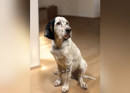 MAVERICK Hunting for Love (FCI) English Setter