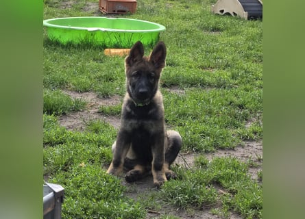 Dunkelgraue Schäferhunde aus Kör-u.Leistungzucht