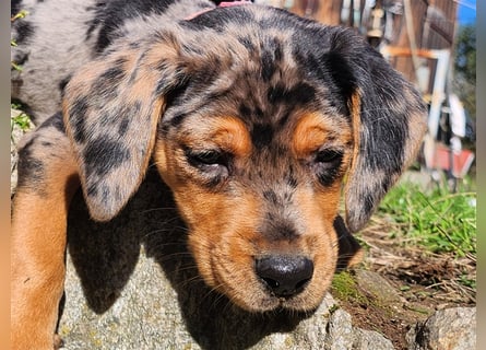 Louisiana Leopard - Catahoula