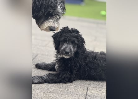 Genau ich suche ein Körbchen für immer bin der letzte aus dem Wurf