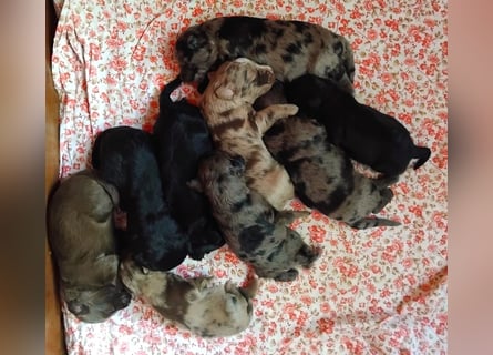 Aussiedoodle Welpen mini / medium F1