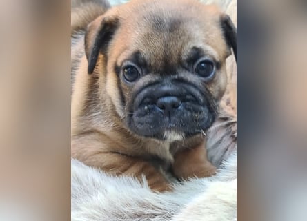 Allerliebste FROPS Kinder (Französische Bulldogge und Mops)