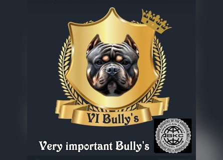 American Pocket Bully