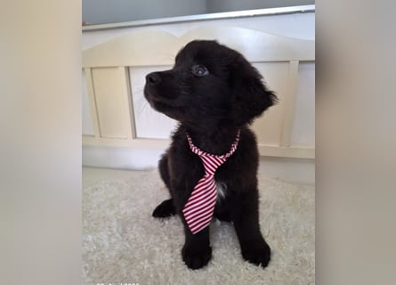 Auszug..Aussiedor F1 Familien und Therapiehund Labrador x Australien Shepherd
