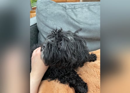Shih Tzu - Pudelmischlingswelpen abzugeben