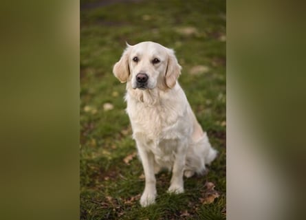 Golden Retriever creme-weiss