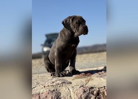 Cane Corso grau  welpen hündin Graue Hündin mit Züchtergarantie EUCH WCh-Linie zu verkaufen