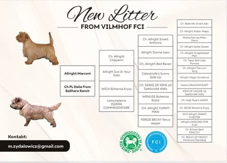 Norfolk Terrier Welpen aus der Zucht VILMHOF FCI