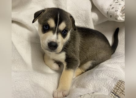 Zuckersüße Husky Mischlings Hündinnen