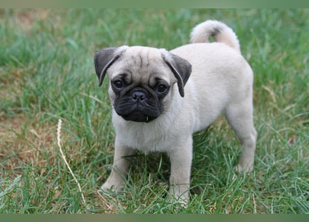 Mops 2.0 Welpen, Rüde, 13 Wochen, Ahnentafel CfdM / VDH / FCI