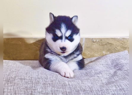 FCI Pedigree Blue Eyed Black & White Siberian Husky Champion Puppy