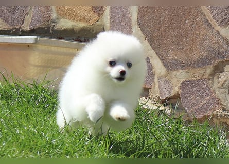 Zwergspitz Pomeranian Welpen in verschiedenen Farben mit Papieren
