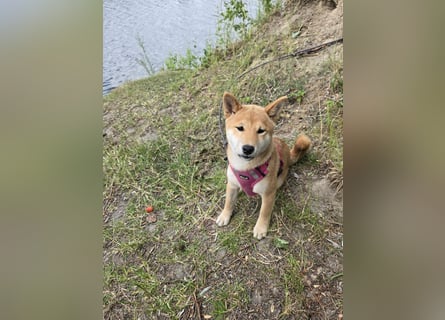 Shiba inu Welpen.   vom Haus Joe   ,Liebhaberzucht