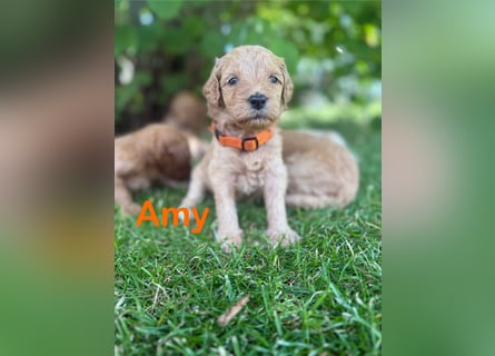 Aussiedoodle / Aussiepoo  F1b