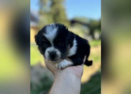 Einzigartige Mini Aussies