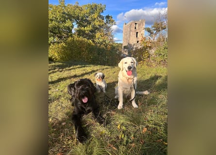 Golden Retriever Mädchen
