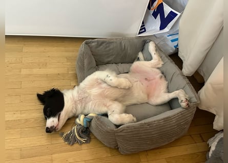 Loki – kleiner Abenteurer mit großem Herz sucht sein Für-Immer-Zuhause
