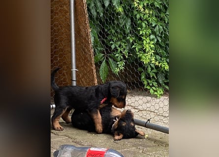 Typvolle Airedale Terrier Welpen aus Leistungszucht VDH/KfT