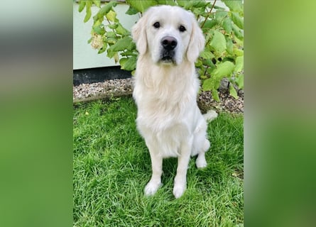 Golden Retriever Welpen vom Züchter – liebevoll & familiär aufgezogen