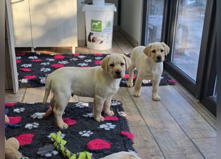 Labrador Welpen mit Ahnentafel