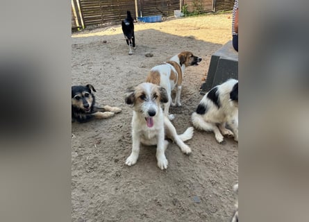 Verschiedene tolle Fellnasen  suchen ein  Zuhause