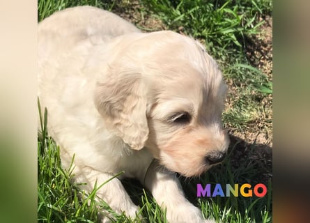 Goldendoodle & Labradoodle Labrador+Golden+Retriever+Pudel Welpen