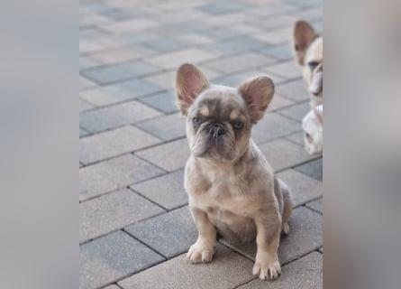Französische Bulldogge TOP Qualität Platinum Lilac/Tan