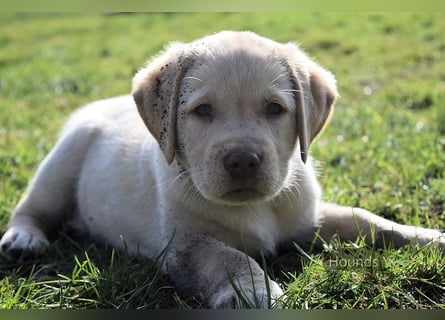 Acht reinrassige Labrador Welpen auf dem Weg in ihr neues Leben...