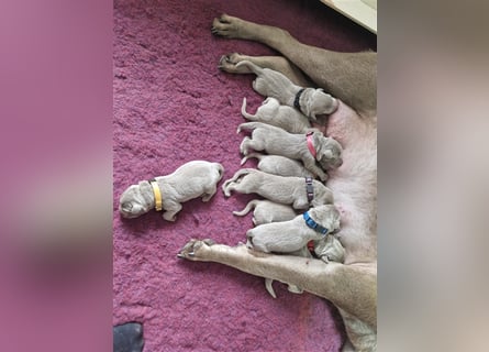 Labrador silber Welpen mit Ahnennachweis 12.08.24 geboren