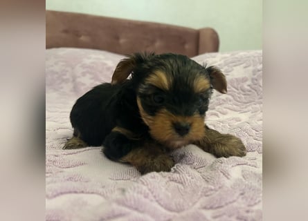 Reinrassige, bezaubernd schöne Yorkshire Terrier Welpen zu verkaufen
