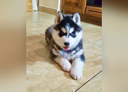 FCI Pedigree Blue Eyed Black & White Siberian Husky Champion Puppy