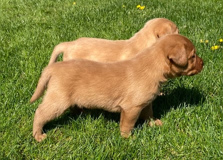 Labrador Welpen in foxred und schwarz aus liebevoller Hobbyzucht