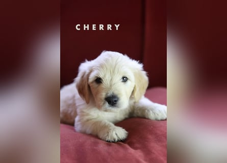 Goldendoodle - Welpe