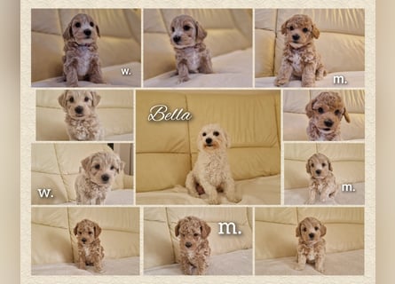 Maltipoo F 1 Welpen