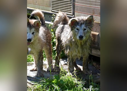 Zuchtstätte Silberglanz- C-Wurf / Alaskan Malamute Welpen - 3 Weibchen/2 Rüden