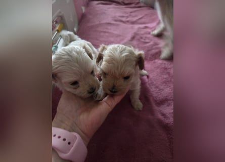 Maltipoo Welpen Rüde