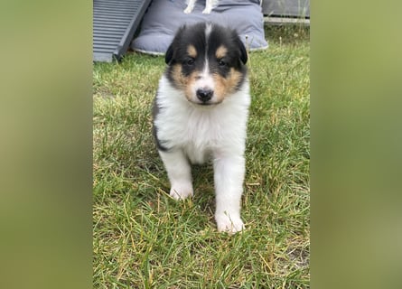 Lang- und Kurzhaar- Collie- Welpen