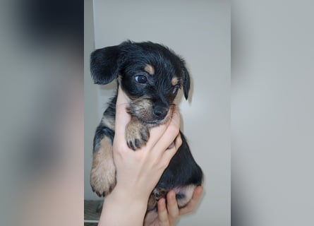 Süße Chorkie-Welpen black and tan & beige MIX !!!