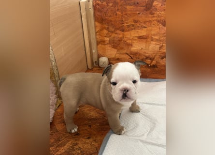 Englische Bulldoggen Welpen– 7 süße Mädels suchen bald ein Zuhause!