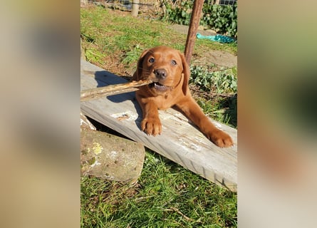 Labrador Welpen Hündinnen / Rüde in Fox- red - USA Line