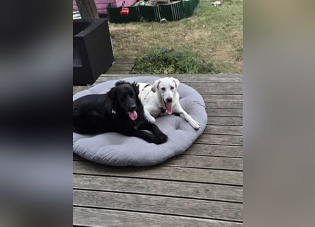 Wayne: Familienhund und treuer Begleiter