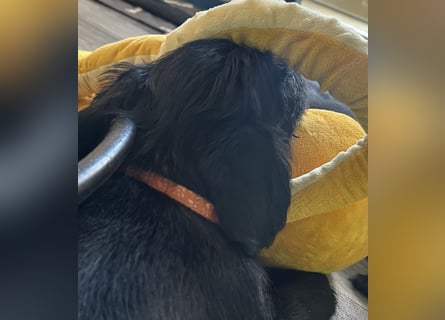 Mittelschnauzer Welpe Rüde