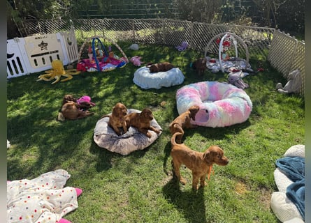 Irish Setter Welpen mit Papieren
