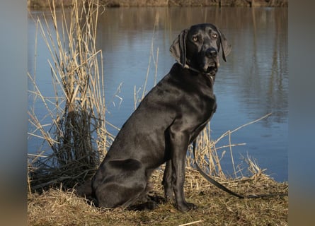 Joe Fritz - aktiver Familienhund - Tierhilfe Franken e.V.