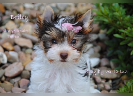 Yorkshire Terrier Welpen -verschiedene Farbgebungen u. Größen
