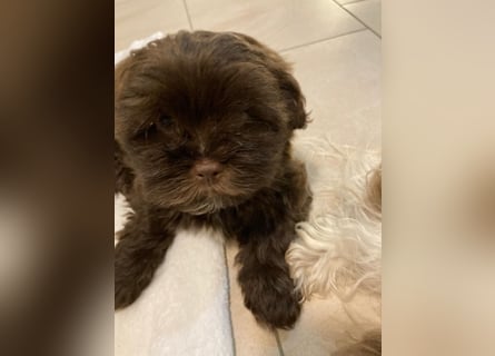 Shih-Tzu-Bolonka Welpen